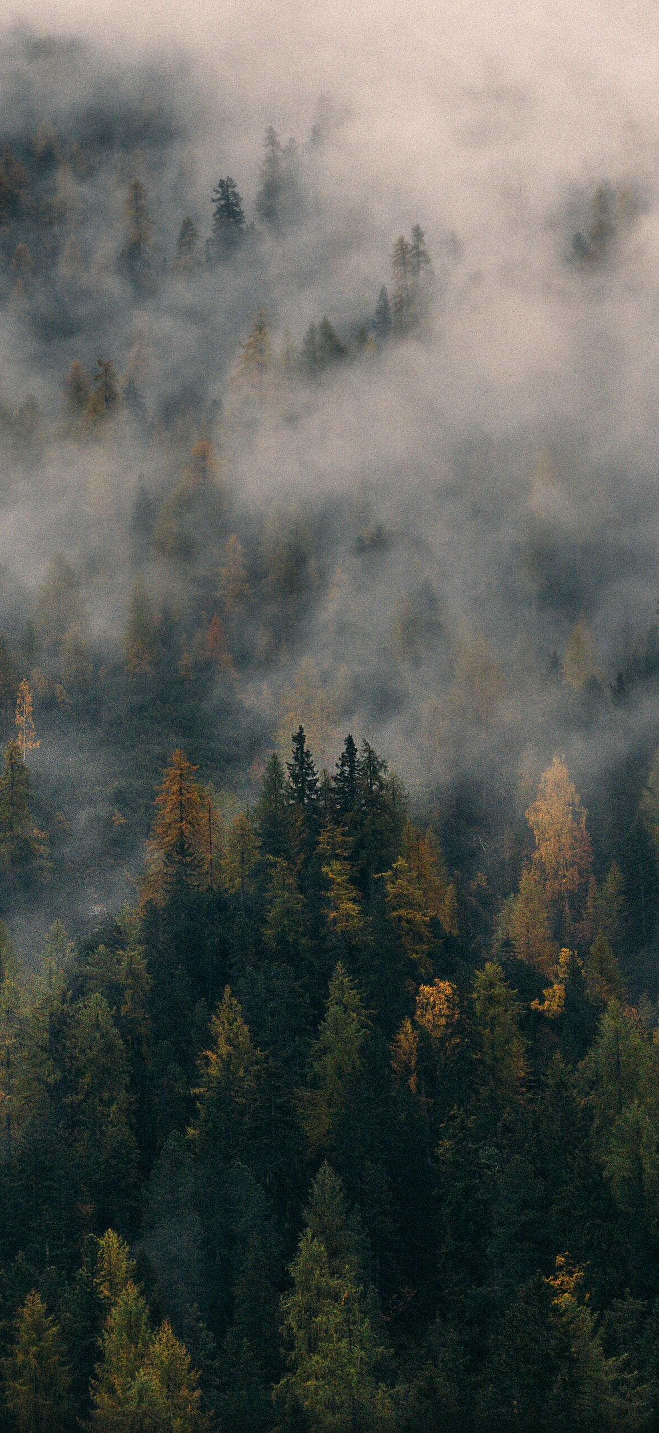 Foggy pine