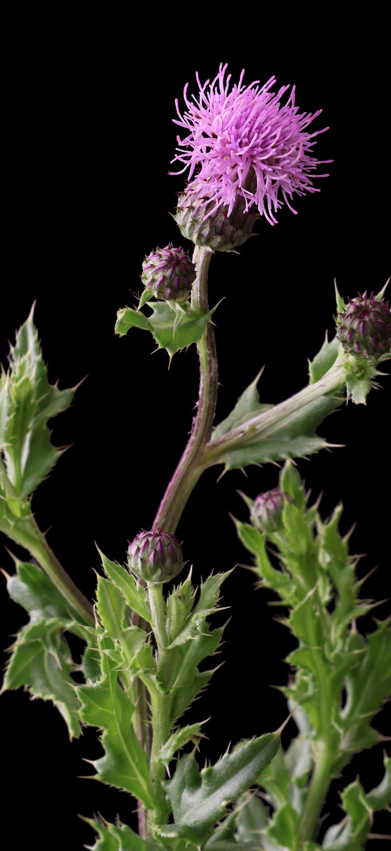 Cirsium arvense -2