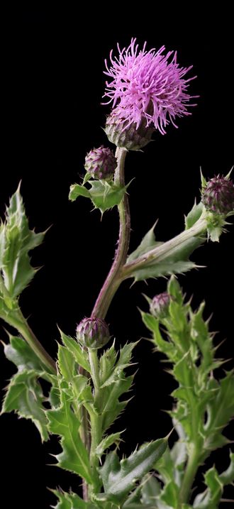 Cirsium arvense -2