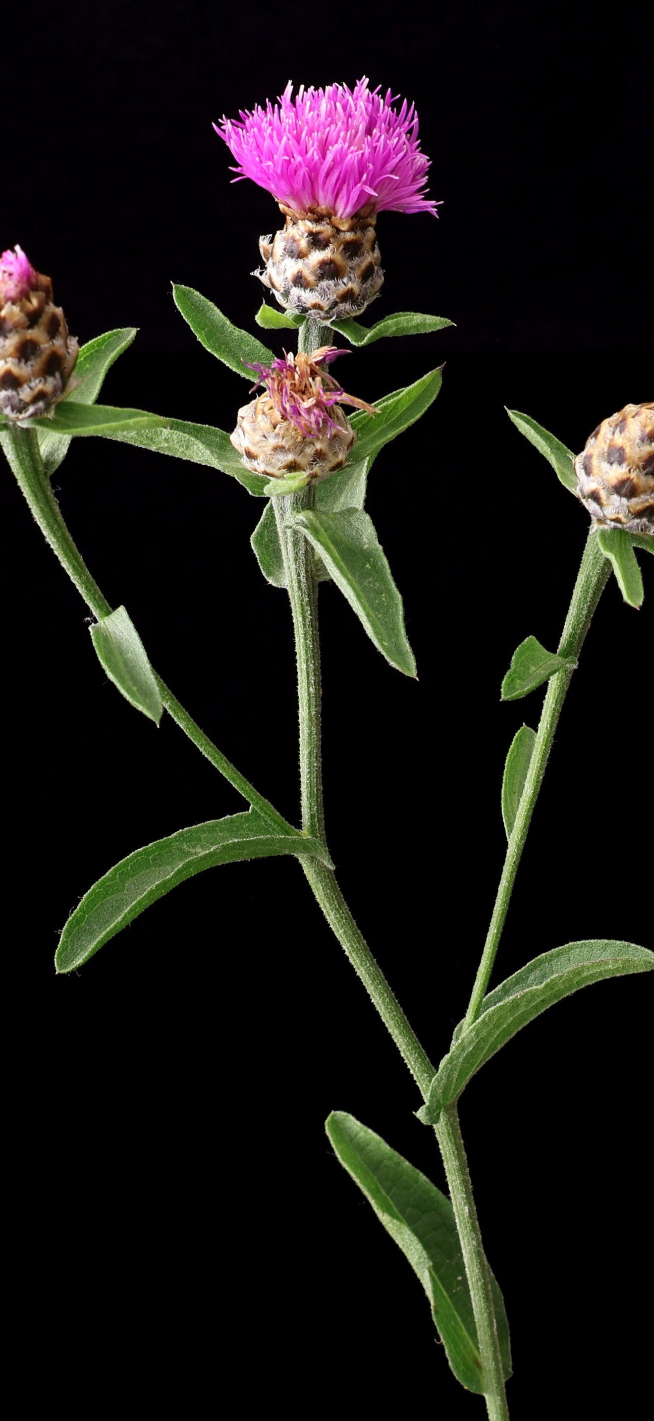 Centaurea jacea -1