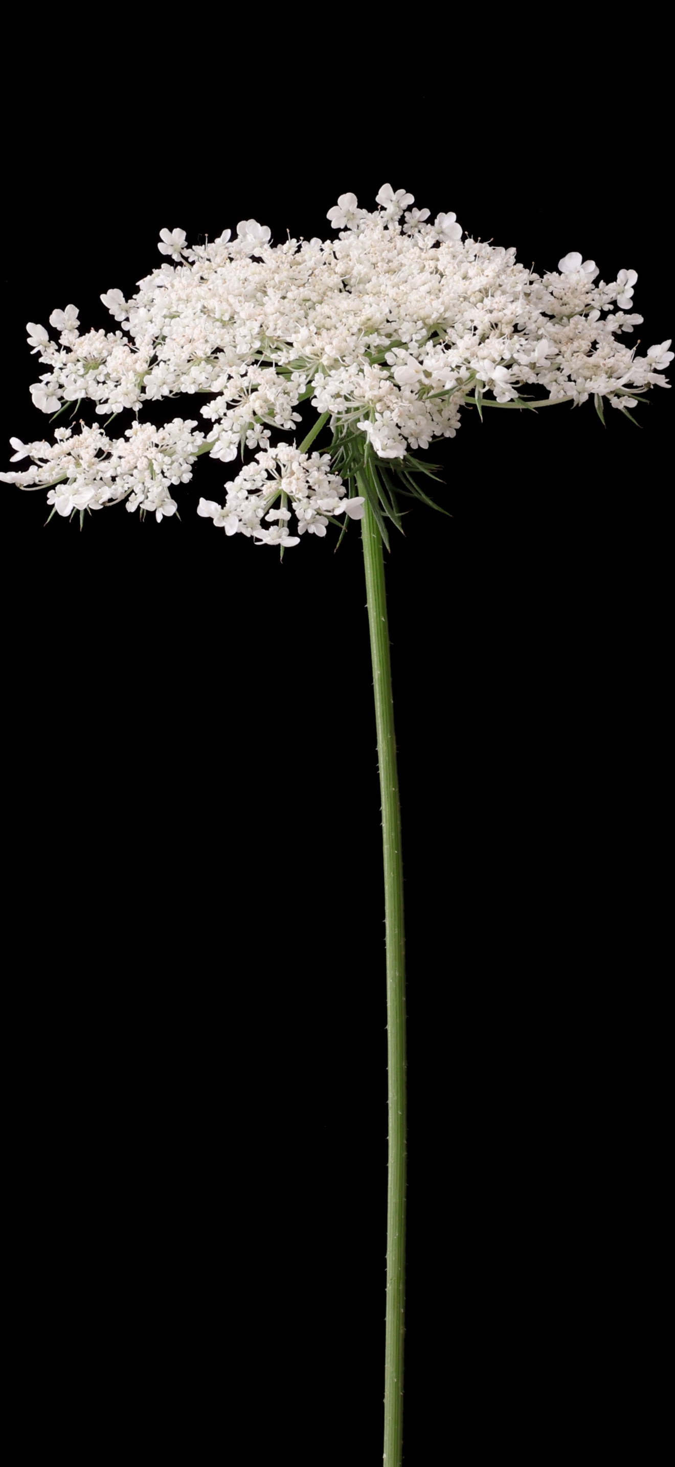 Daucus carota -1