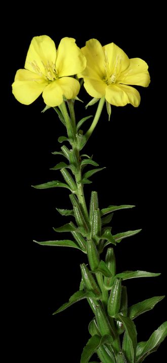 Oenothera glazioviana -01