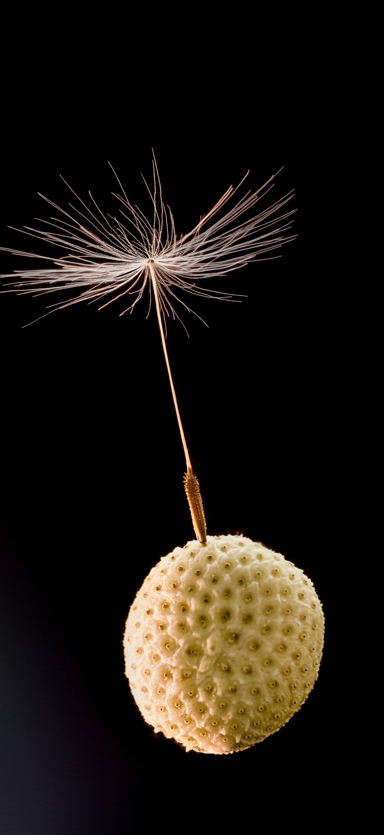 Dandelion head with seed