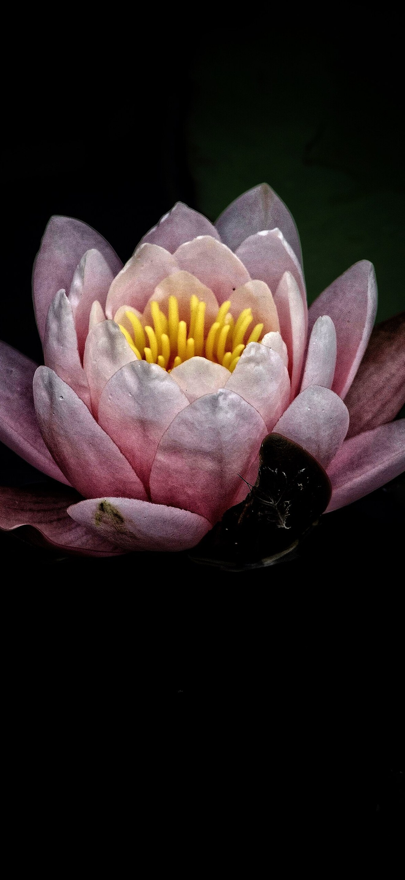 Minimal water lily