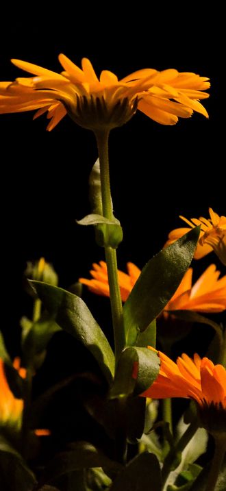 Calendula 0023-2