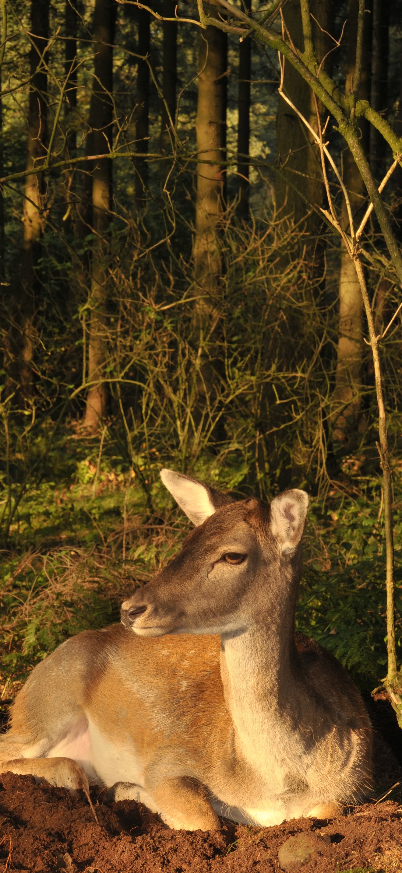 Fallow Deer in the German wood