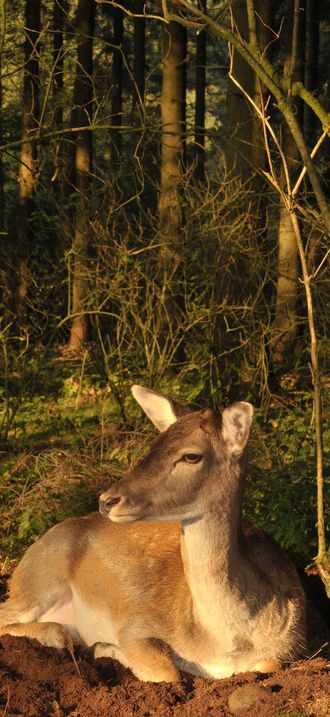 Fallow Deer in the German wood