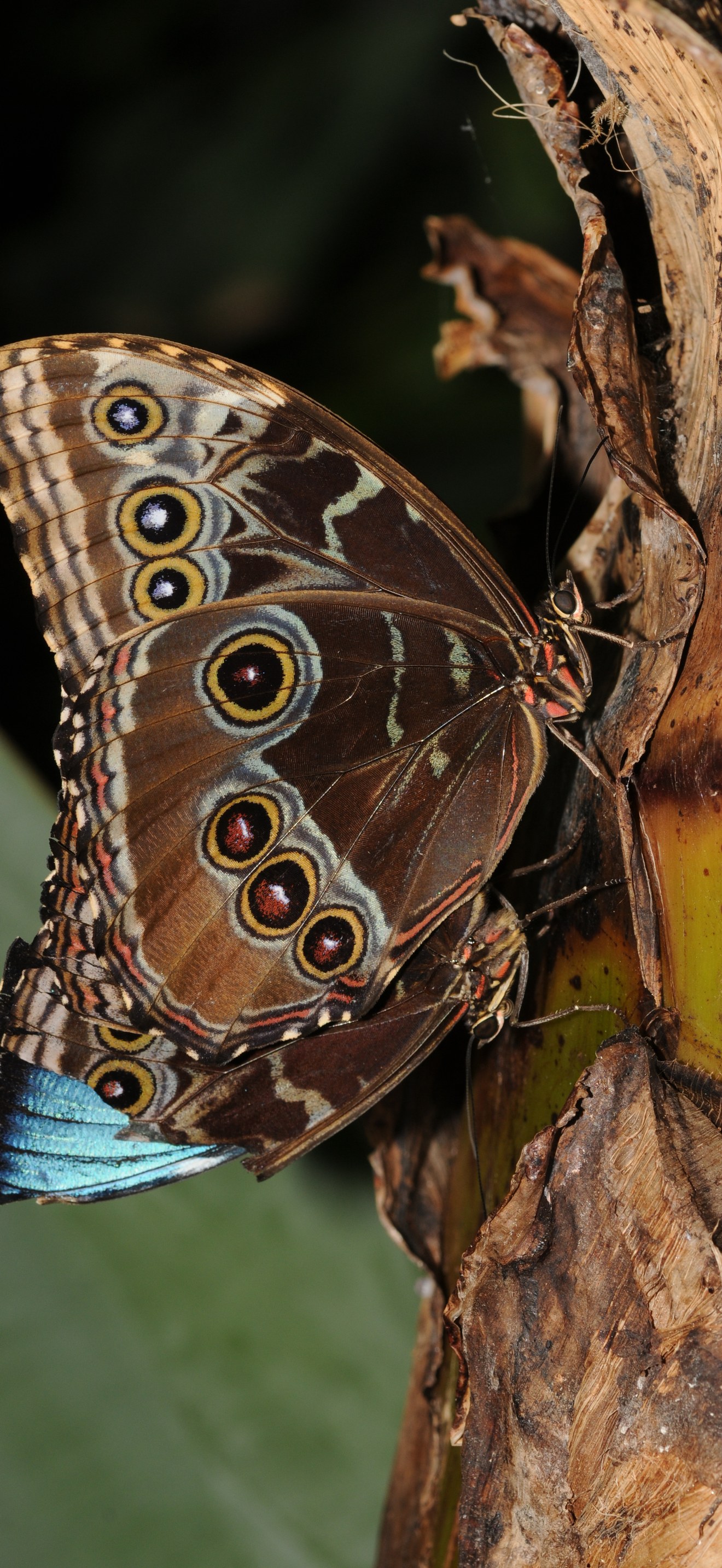 Morpho peleides 1
