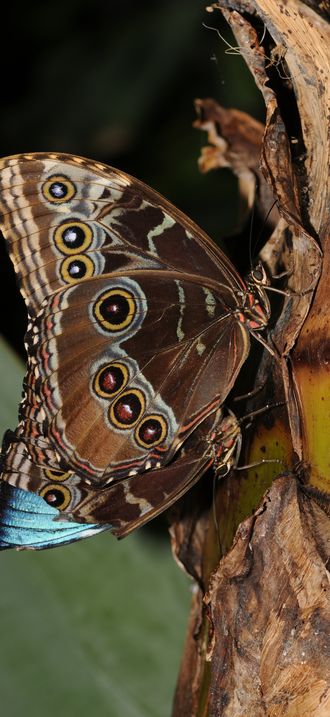 Morpho peleides 1