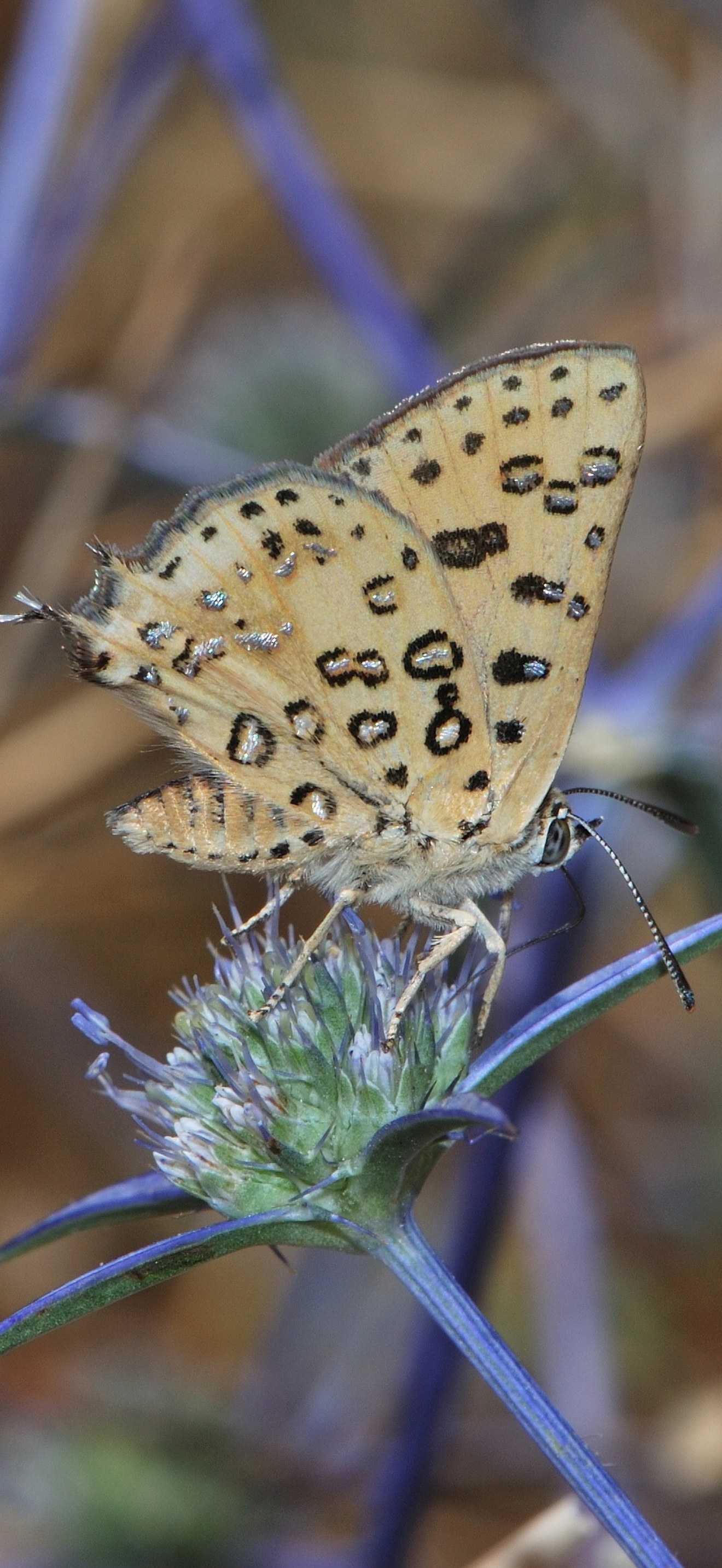 Cigaritis cilissa 1