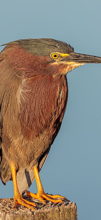 Green Heron - in early light v2