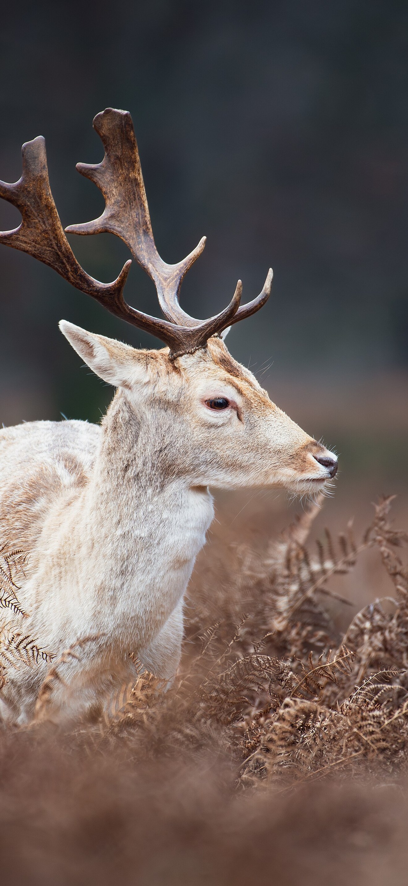 Fallow Deer Dama Dama in Richmond Park 2023 02