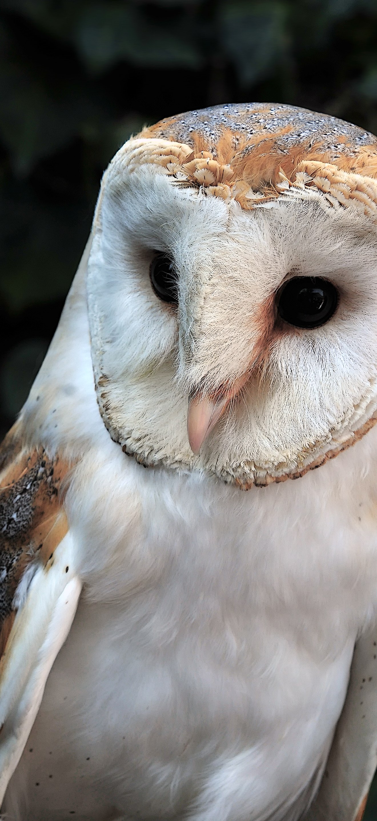 Tyto alba (Scopoli, 1769)