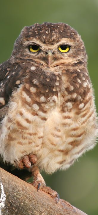 Athene cunicularia 1 edited