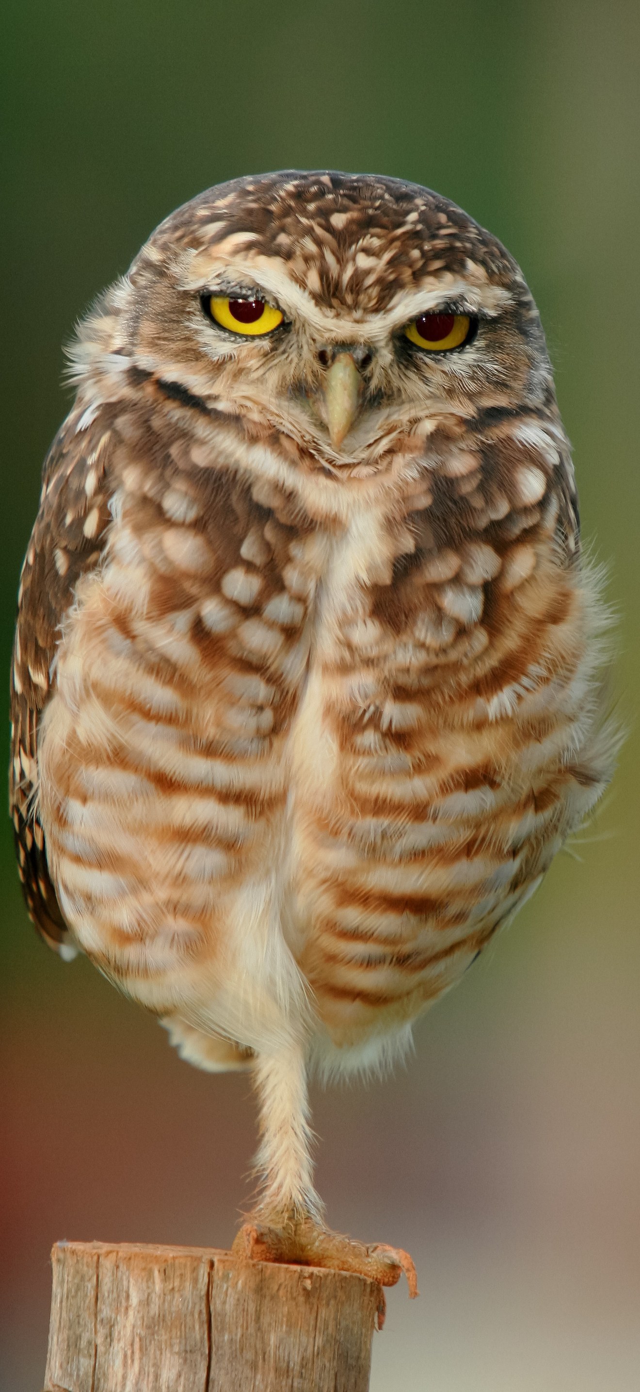 Athene cunicularia -near Goiania, Goias, Brazil-8 edit