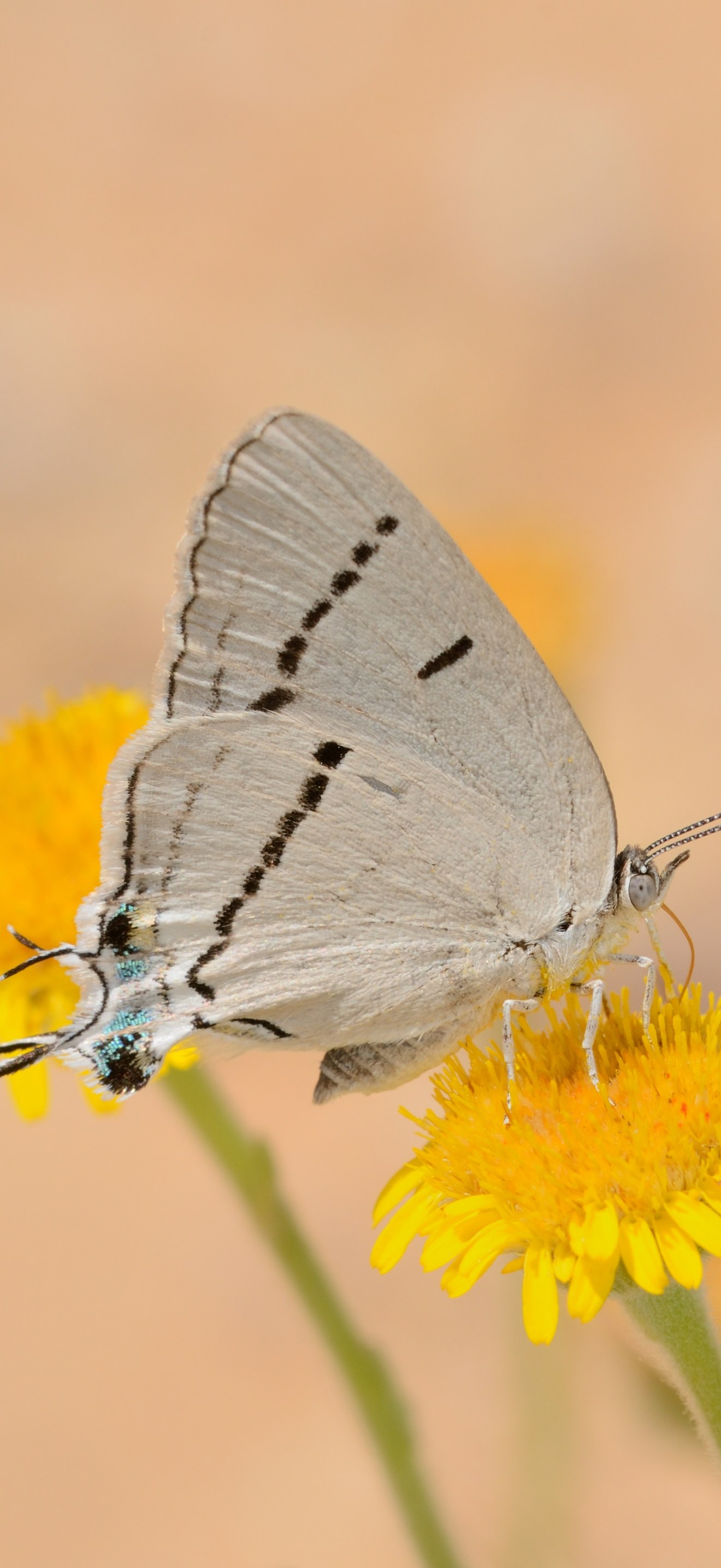 Iolaus glaucus 1