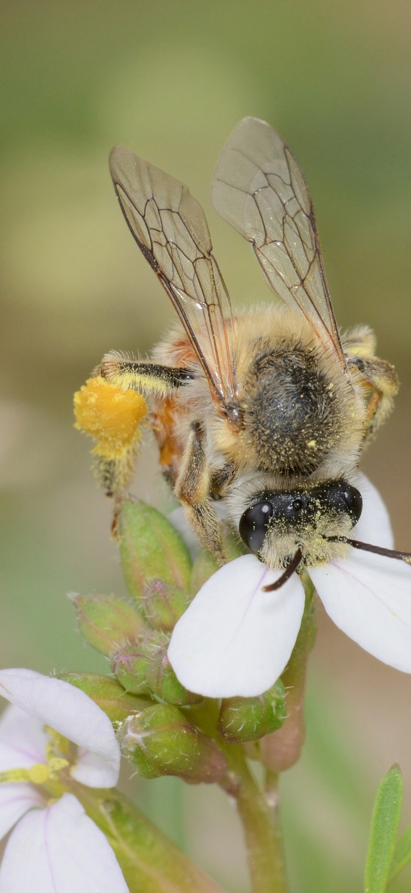 Melitta maura female 2