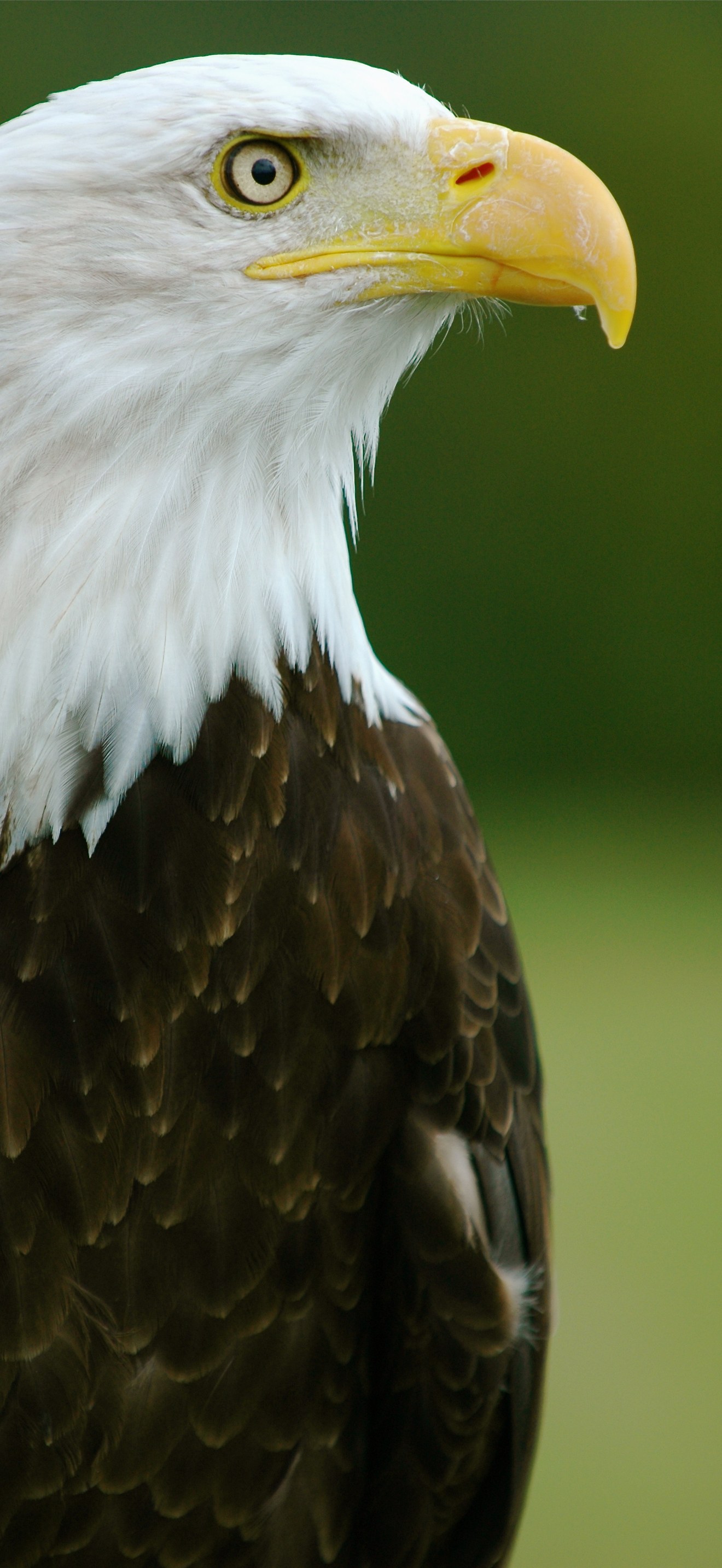 Bald Eagle - "Helga" - Haliaeetus leucocephalus2
