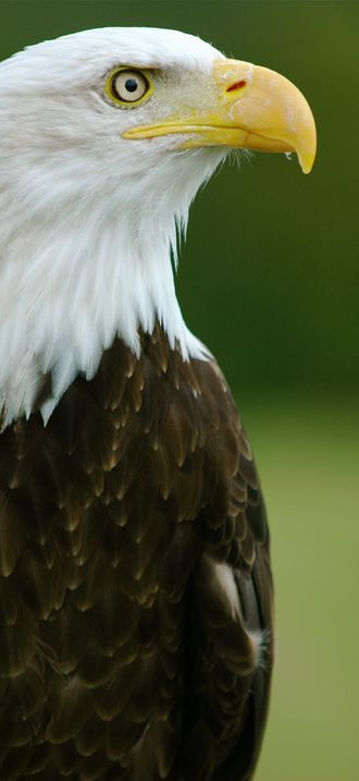 Bald Eagle - "Helga" - Haliaeetus leucocephalus2