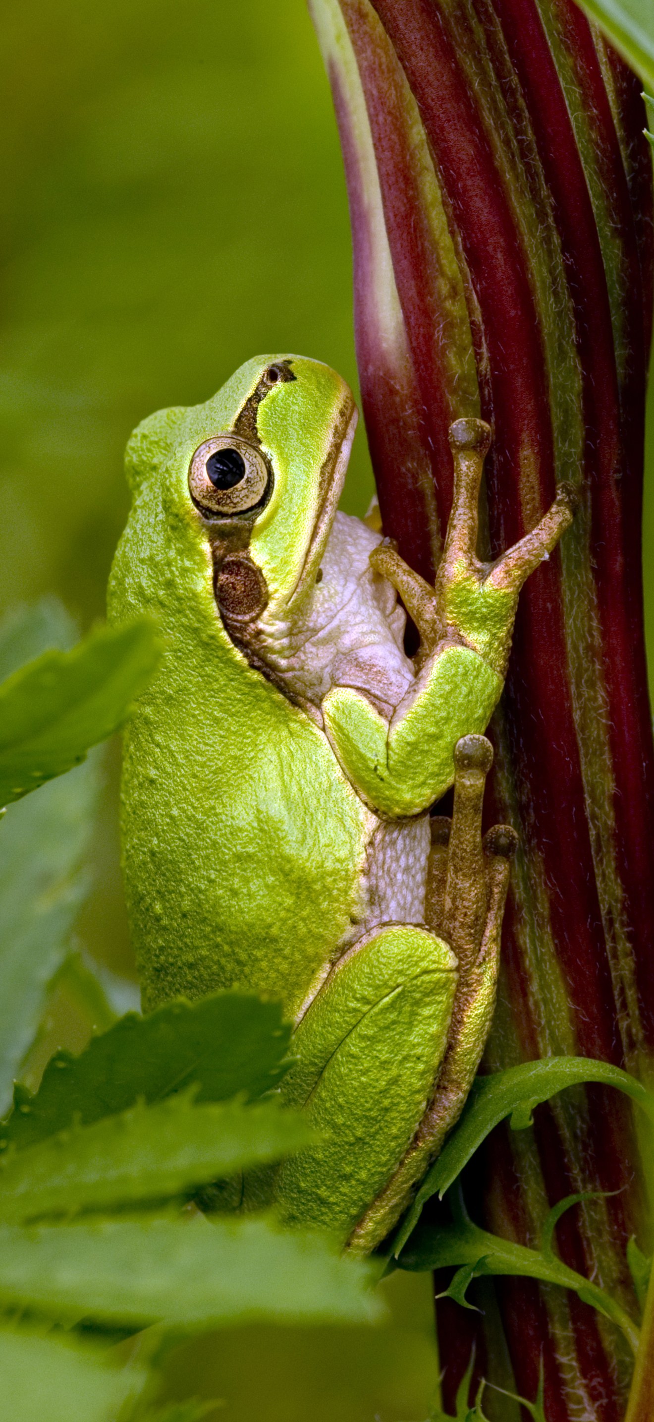 Tree frog2