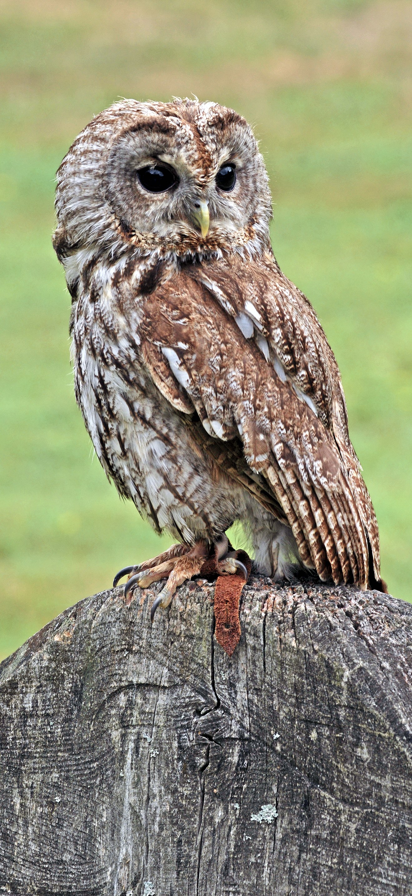 Waldkauz Strix aluco (Linnaeus, 1785)