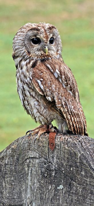 Waldkauz Strix aluco (Linnaeus, 1785)