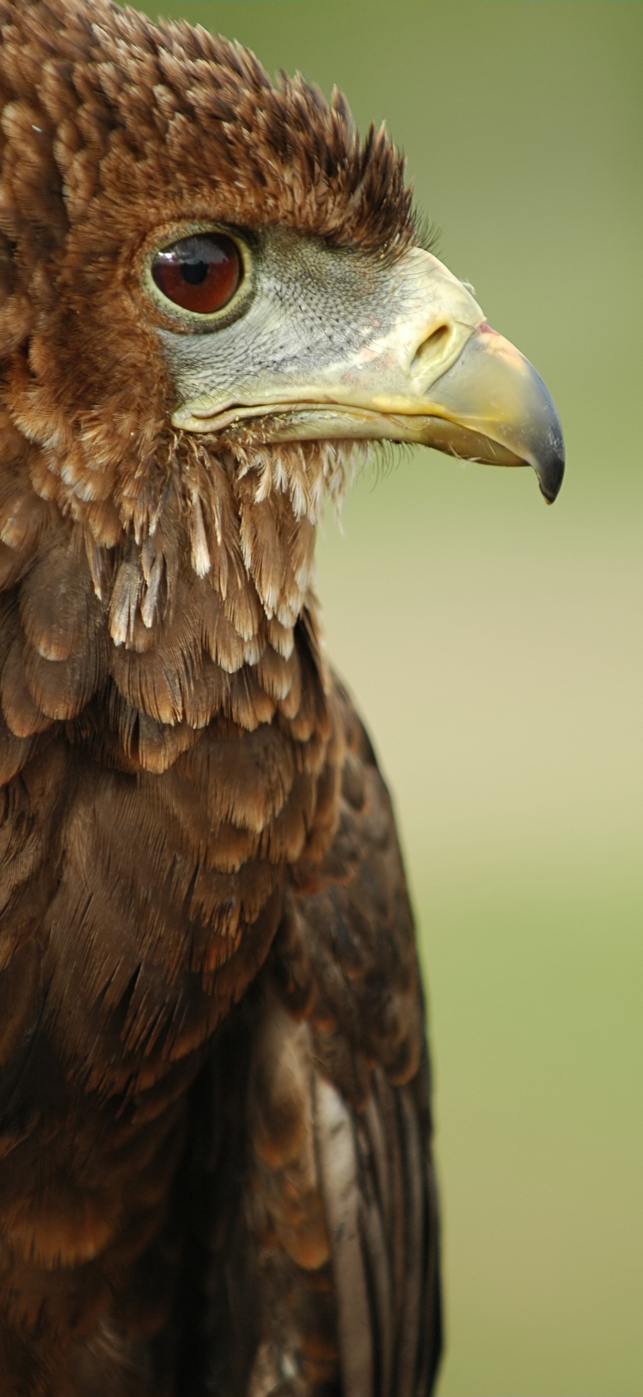 Bateleur Eagle