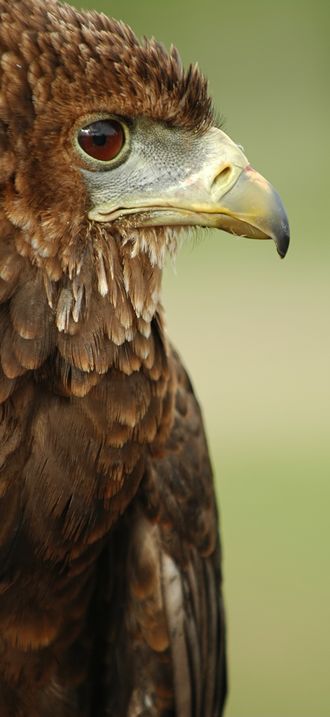 Bateleur Eagle
