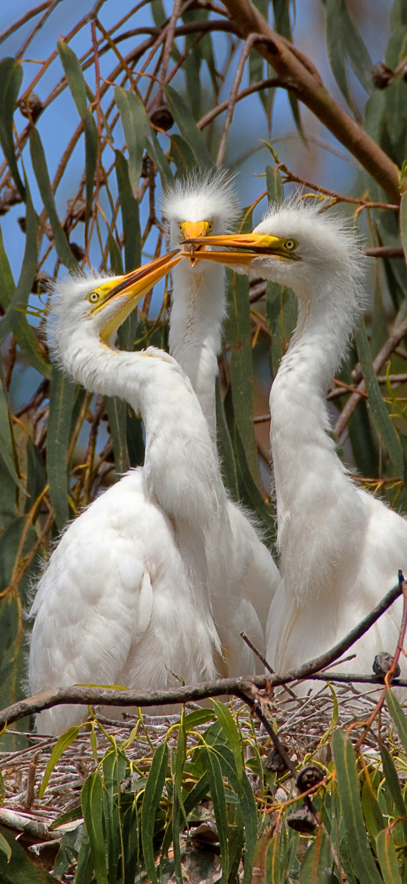 Ardea alba; 3 chicks, Morro Bay Heron Rookery 2 - by Mike Baird