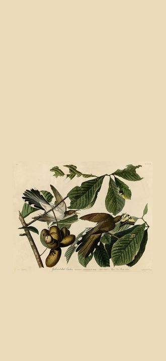 Yellow-billed Cuckoo (Audubon)