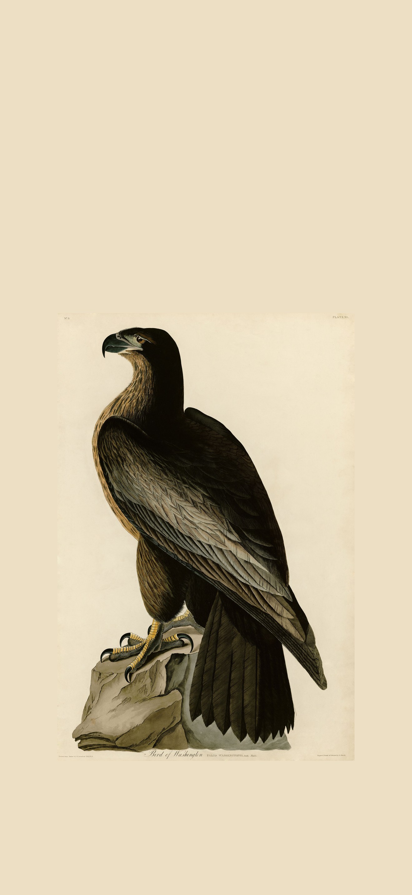 Bird of Washington (Audubon)