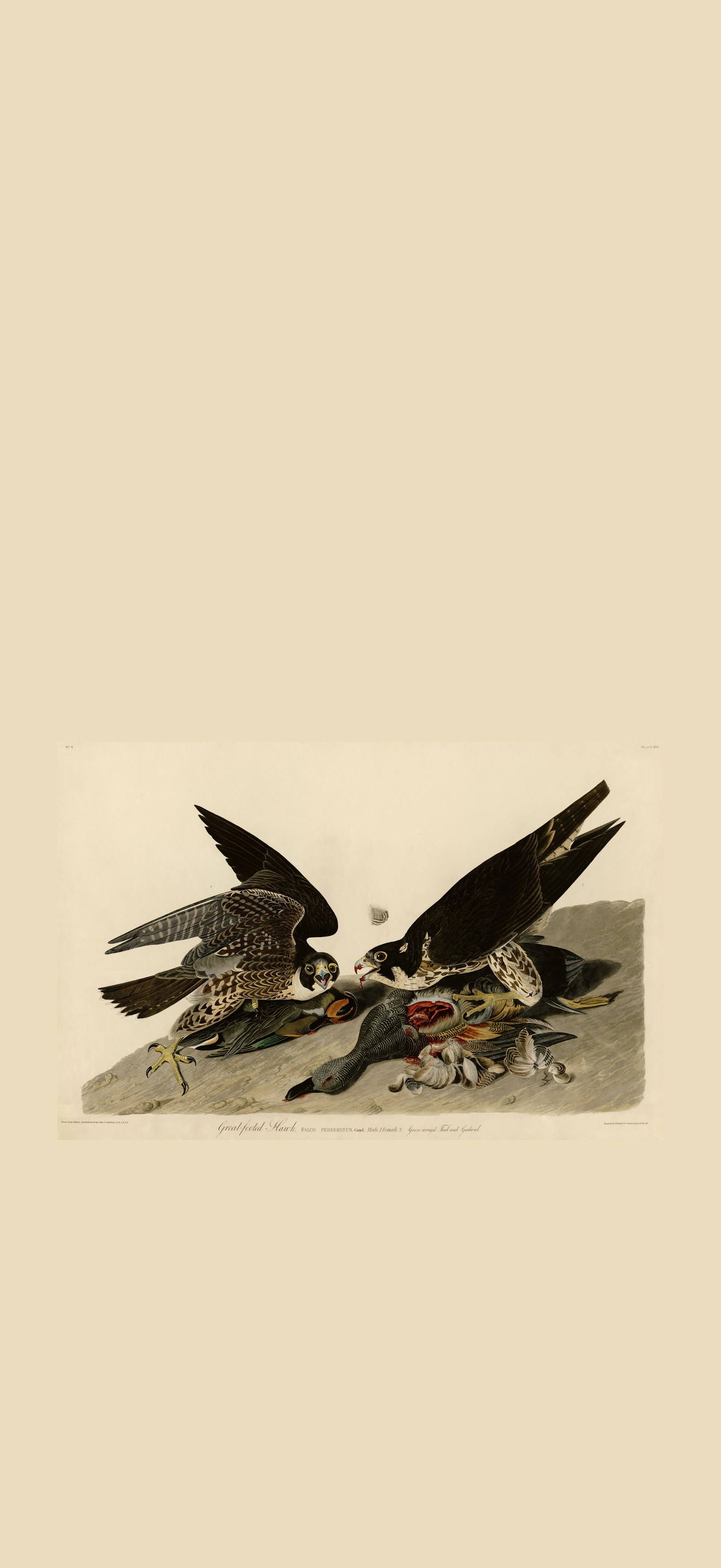 Great-footed Hawk (Audubon)