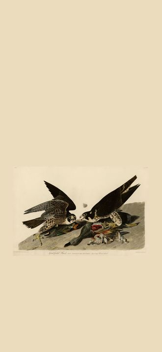 Great-footed Hawk (Audubon)