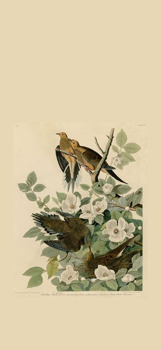 Carolina Turtle Dove (Audubon)