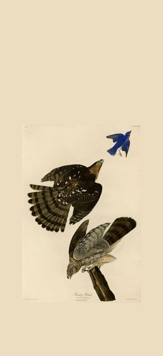 Stanley Hawk (Audubon)