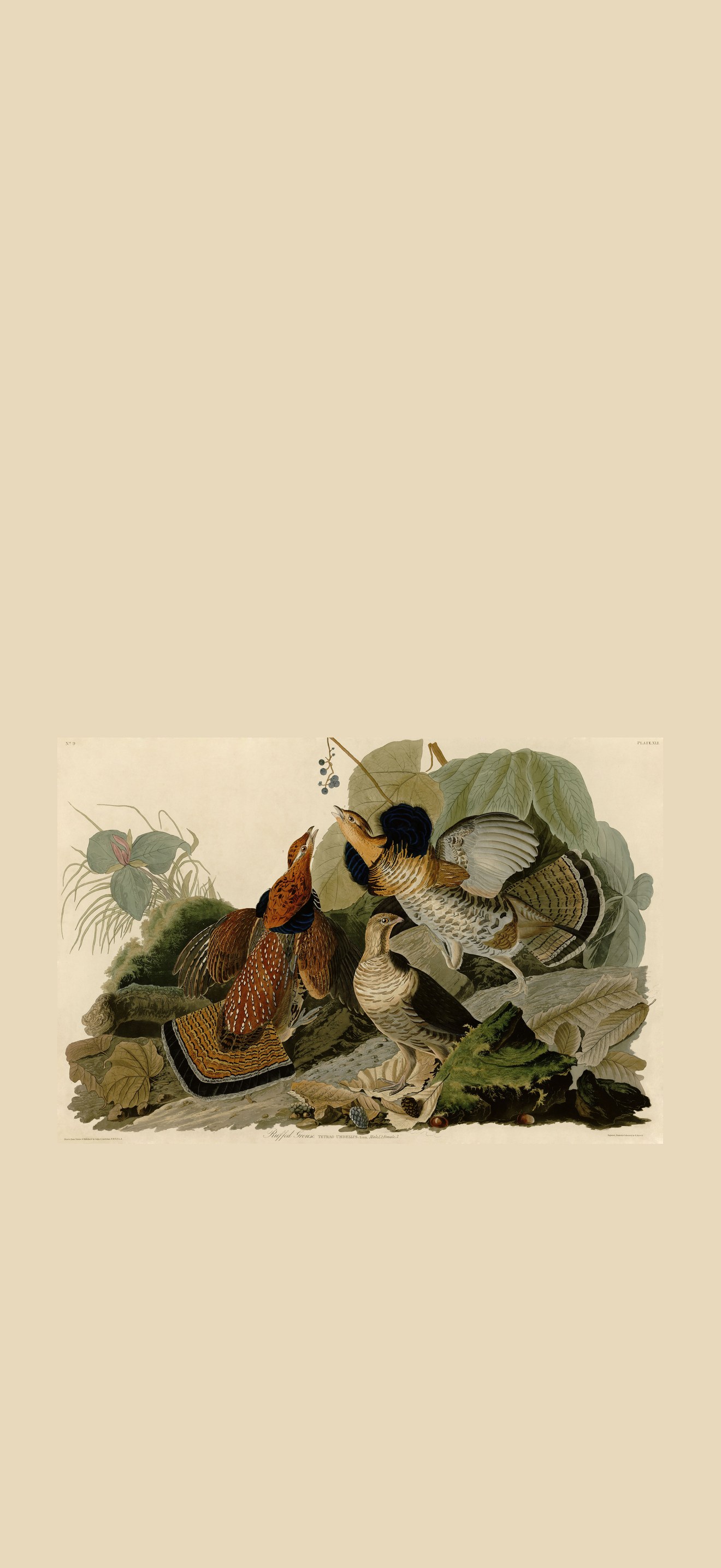 Ruffed Grouse (Audubon)