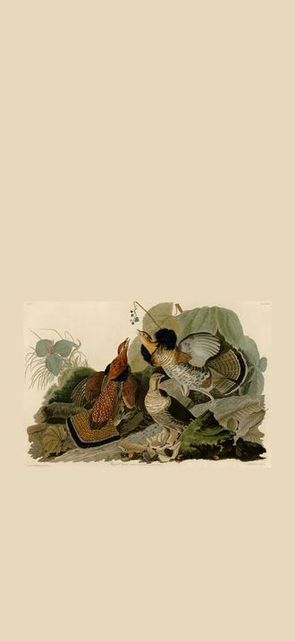 Ruffed Grouse (Audubon)