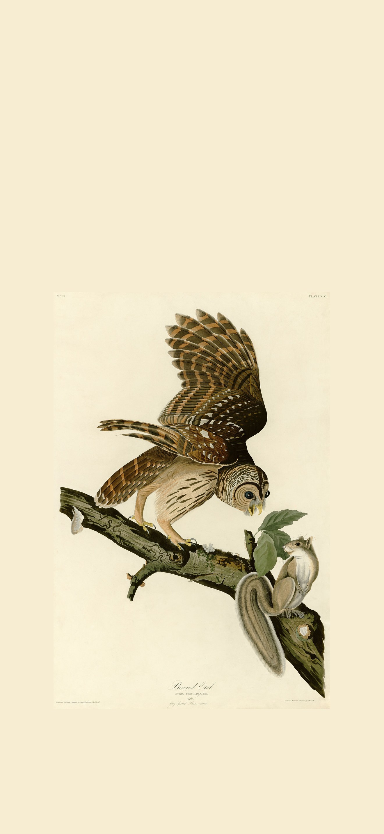 Barred Owl (Audubon)