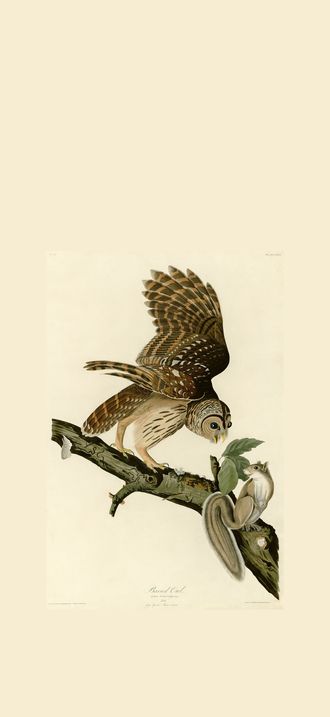 Barred Owl (Audubon)