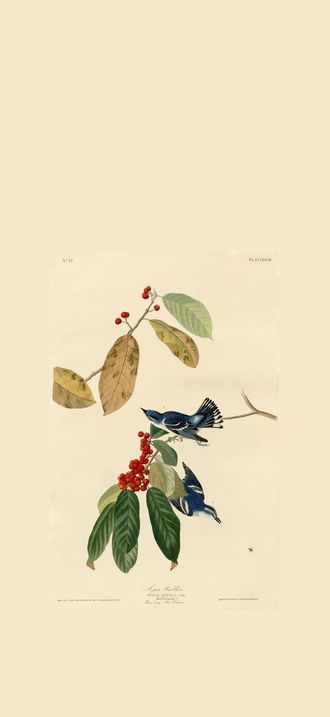 Azure Warbler (Audubon)