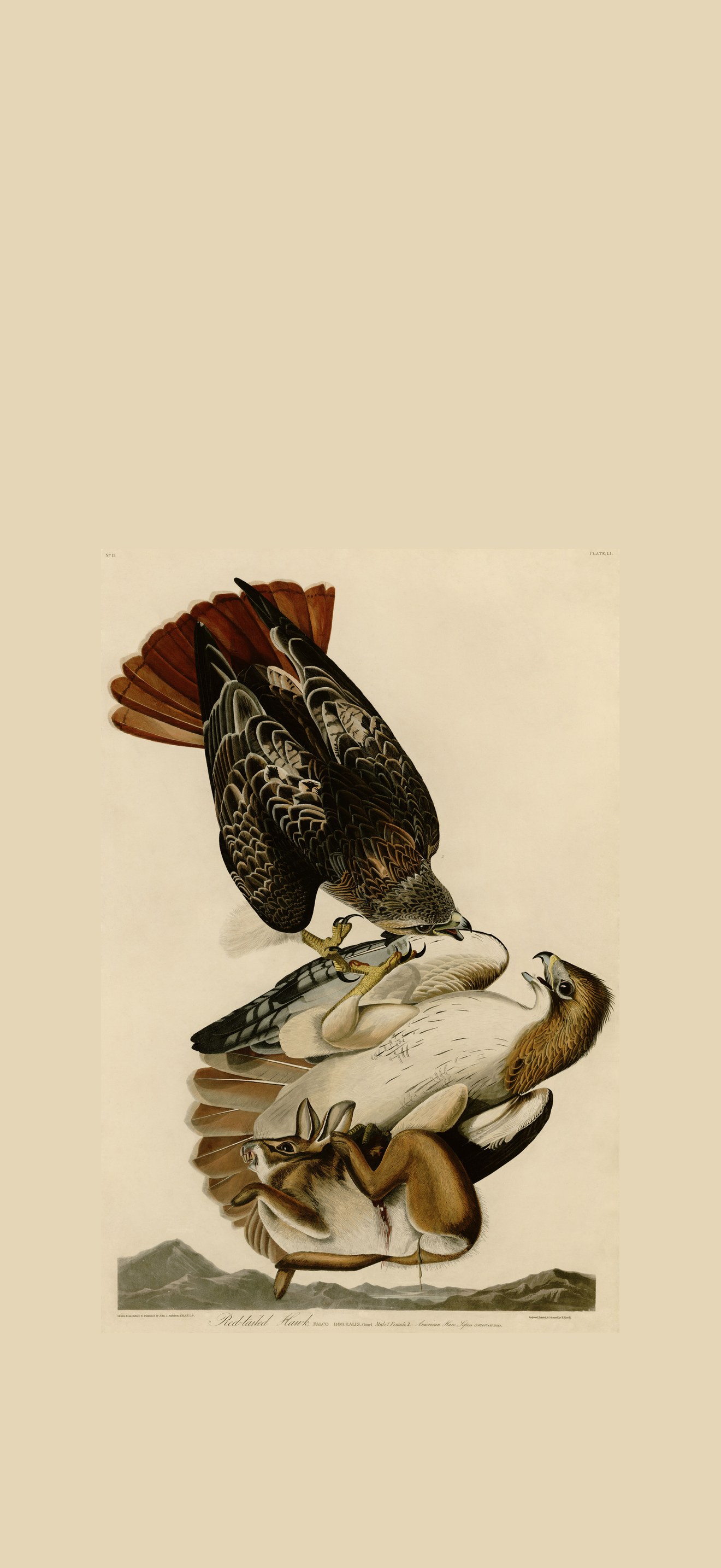 Red-tailed Hawk (Audubon)