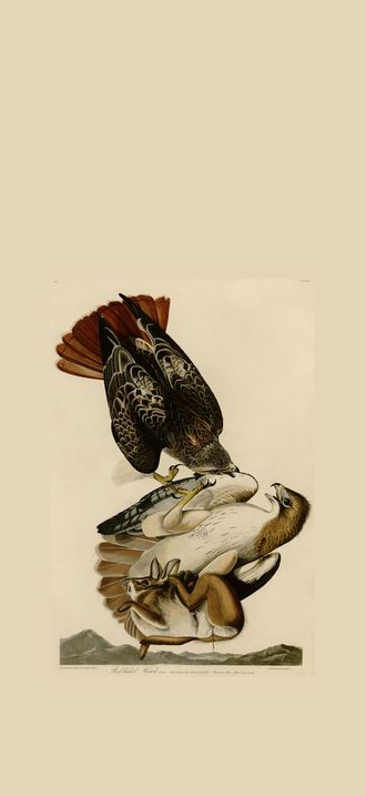 Red-tailed Hawk (Audubon)