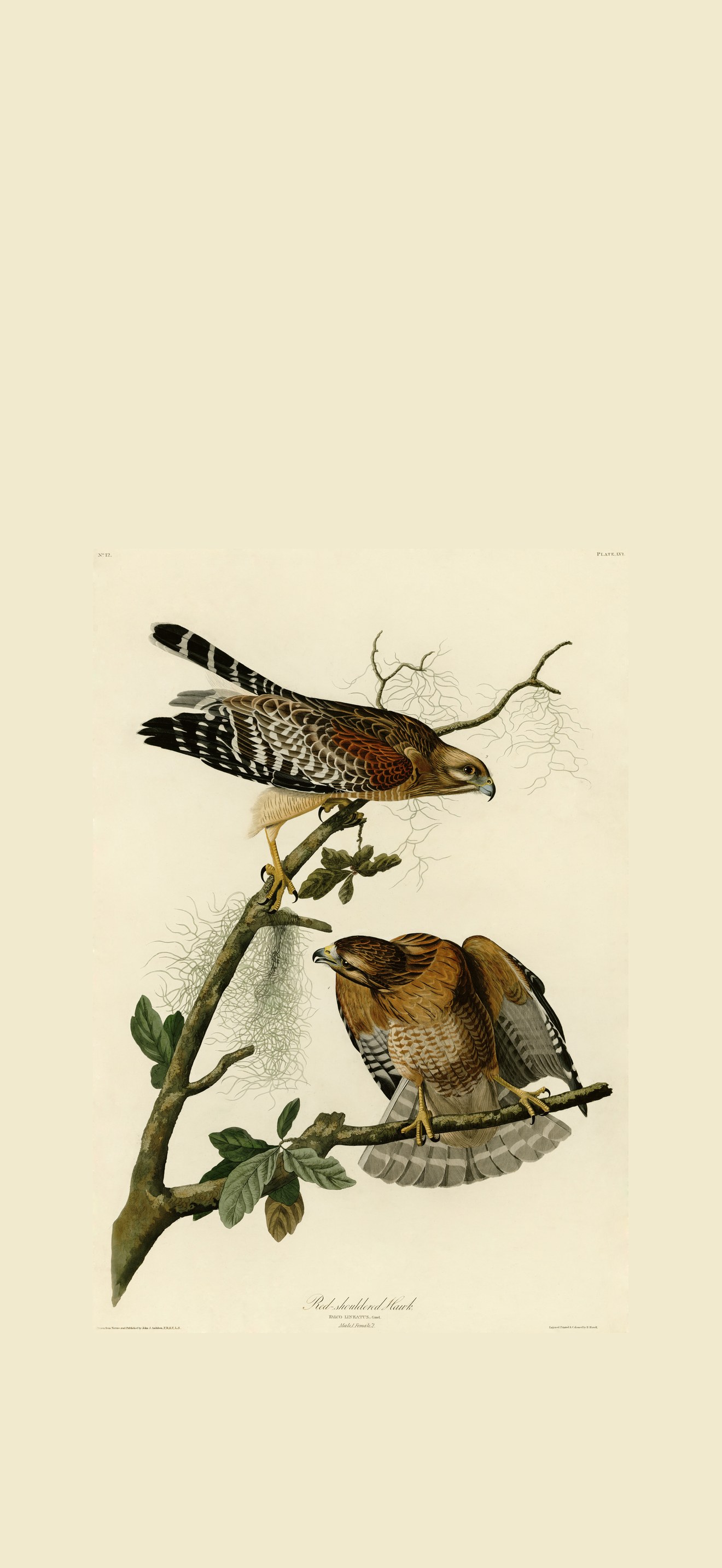 Red-shouldered Hawk (Audubon)