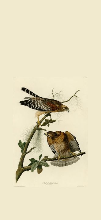 Red-shouldered Hawk (Audubon)