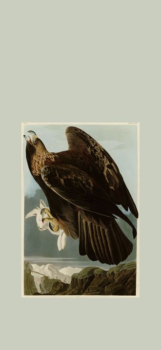 Goldon Eagle cropped