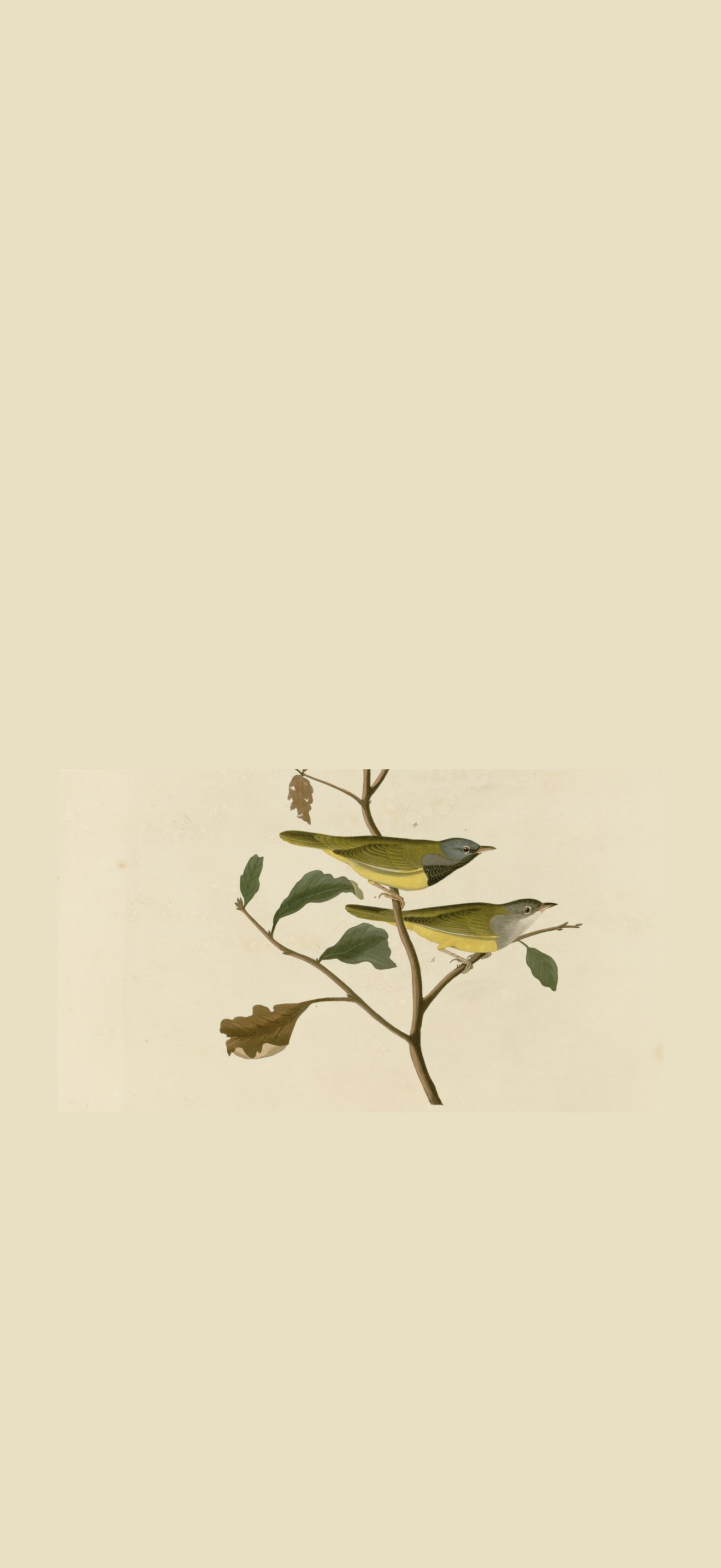 I. Mourning Warbler (cropped)