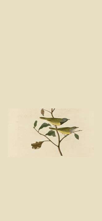 I. Mourning Warbler (cropped)
