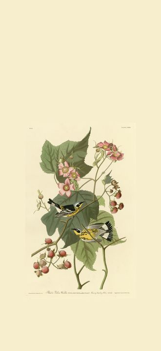 Black & Yellow Warblers (cropped)