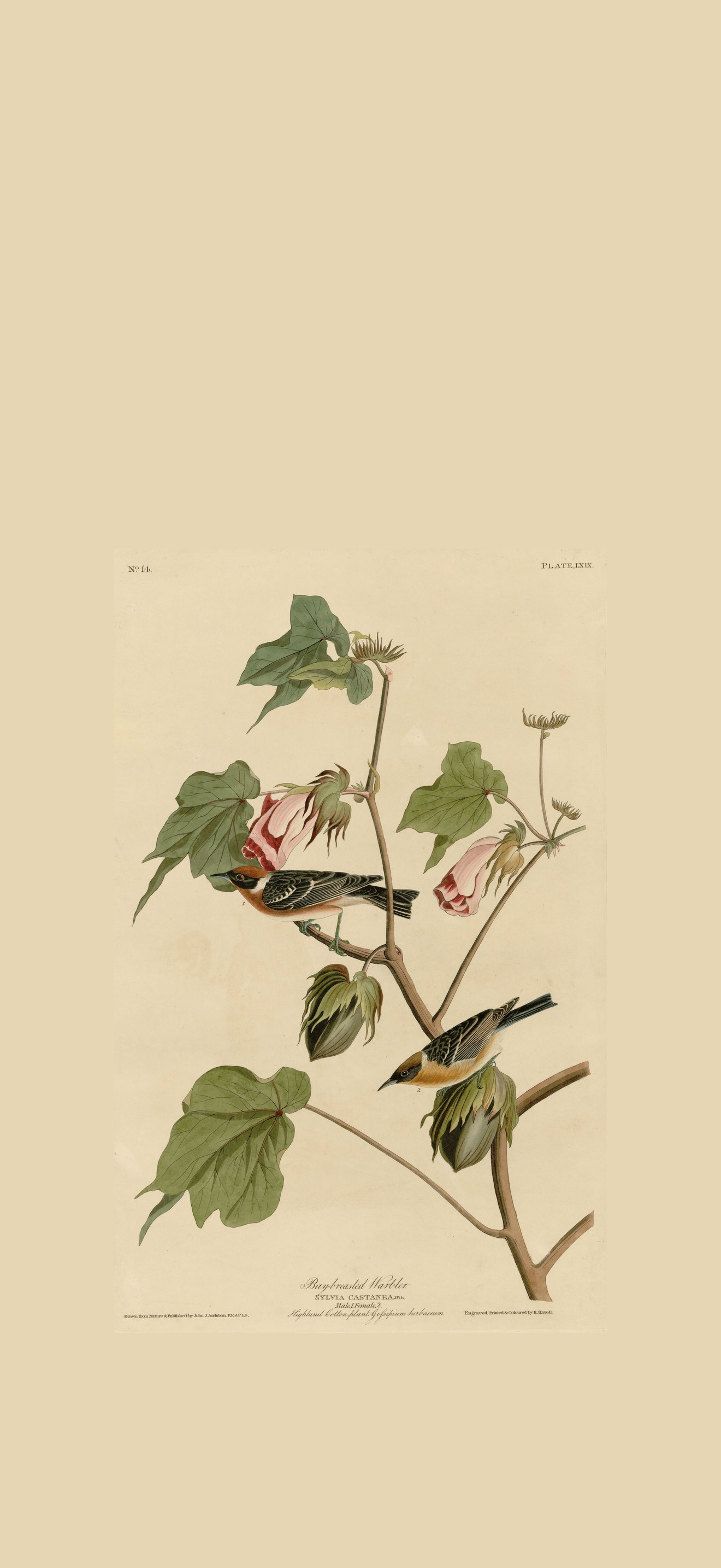 Bay-breasted Warbler (cropped)