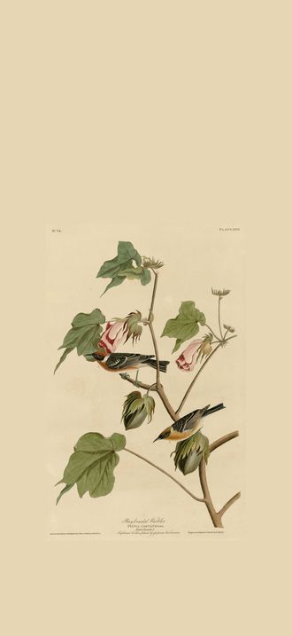 Bay-breasted Warbler (cropped)